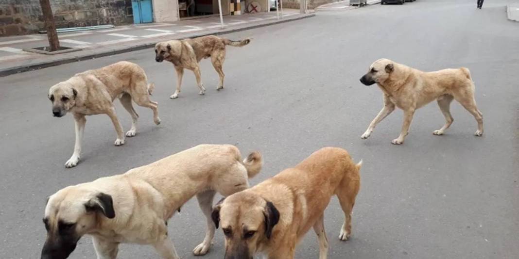 İşte 10 soruda başıboş köpek düzenlemesi! Ötanazi uygulanacak mı? 11